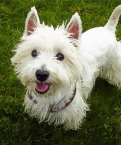 White Highland Terrier Paint By Number