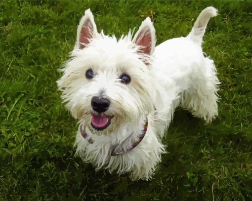 White Highland Terrier Paint By Number