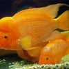 Yellow Red Devil Cichlid Paint By Number