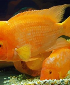 Yellow Red Devil Cichlid Paint By Number