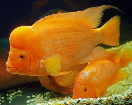 Yellow Red Devil Cichlid Paint By Number