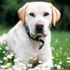 Adorable White Labrador Paint By Number