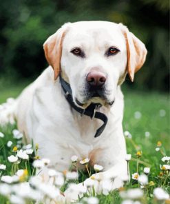 Adorable White Labrador Paint By Number