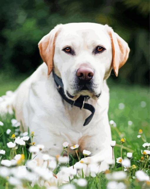 Adorable White Labrador Paint By Number