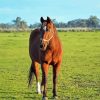 Aesthetic Brown Mare Horse Paint By Number