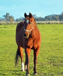 Aesthetic Brown Mare Horse Paint By Number