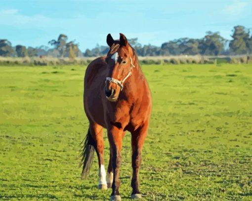 Aesthetic Brown Mare Horse Paint By Number