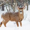 Aesthetic Deer In Snow Paint By Number