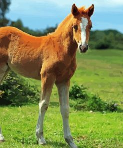 Aesthetic Horse Foal Paint By Number