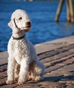 Bedlington Terrier Dog Animal Paint By Number