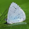 Blue And White Butterfly Insect Paint By Number