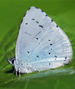 Blue And White Butterfly Insect Paint By Number