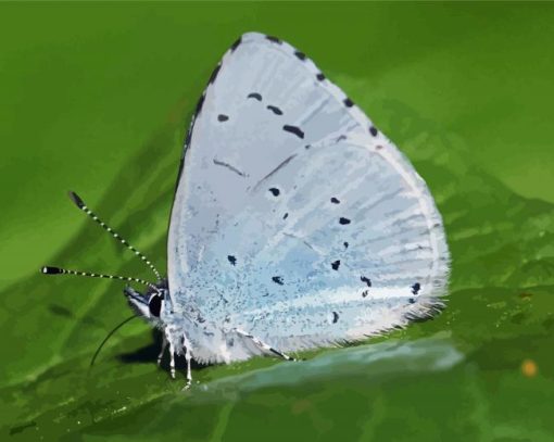 Blue And White Butterfly Insect Paint By Number