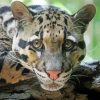 Close Up Clouded Leopard Paint By Number