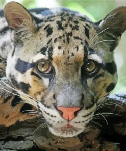 Close Up Clouded Leopard Paint By Number