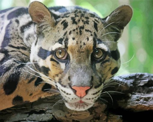 Close Up Clouded Leopard Paint By Number