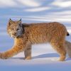 Cool Canada Lynx Paint By Number