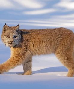 Cool Canada Lynx Paint By Number