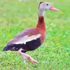 Cute Whistling Duck Paint By Number