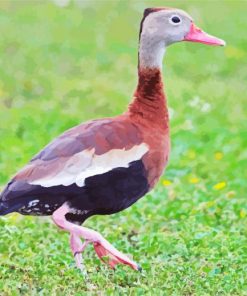 Cute Whistling Duck Paint By Number