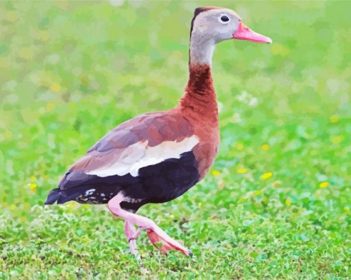 Cute Whistling Duck Paint By Number