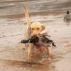 Dog Hunting Duck Paint By Number