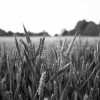 Field Wheat Black And White Paint By Number