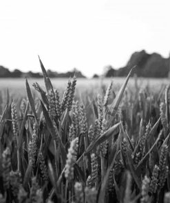 Field Wheat Black And White Paint By Number