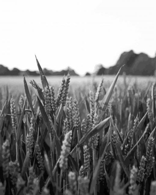 Field Wheat Black And White Paint By Number