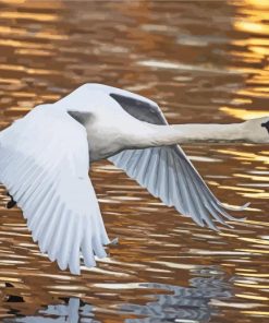 Flying Swan Paint By Number