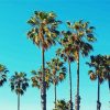 Palm Trees California Paint By Number