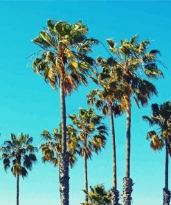 Palm Trees California Paint By Number