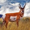 Pronghorn Deer Paint By Number