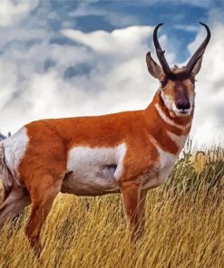 Pronghorn Deer Paint By Number