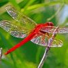 Red Insect Red Dragonfly Paint By Number