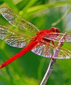 Red Insect Red Dragonfly Paint By Number