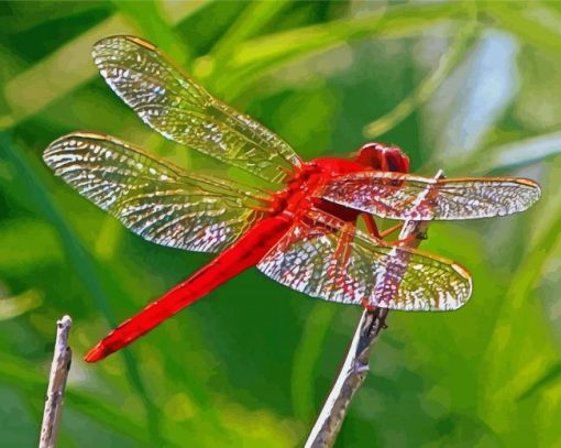 Red Insect Red Dragonfly Paint By Number