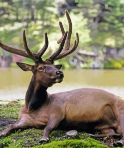 Relaxing Deer By The River Paint By Number