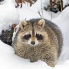 Snow Raccoon Paint By Number