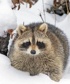 Snow Raccoon Paint By Number