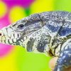 Tegu Lizard Reptile Paint By Number