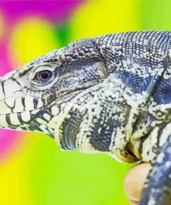 Tegu Lizard Reptile Paint By Number