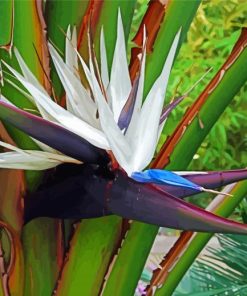 White Bird Of Paradise Paint By Number