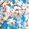 White Blooming Trees Paint By Number