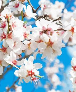 White Blooming Trees Paint By Number