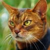 Abyssinian Head Paint By Number