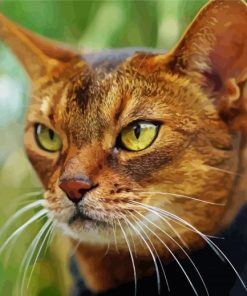 Abyssinian Head Paint By Number