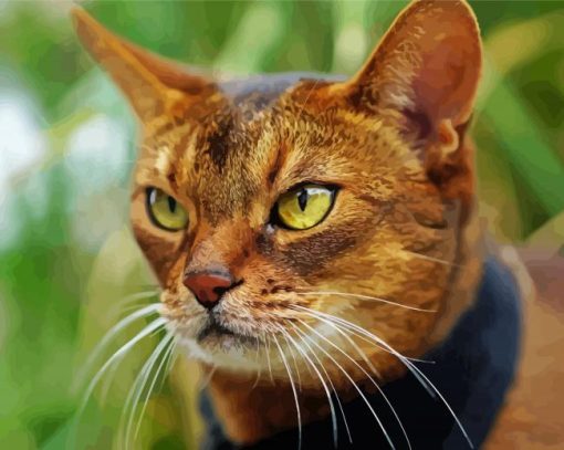 Abyssinian Head Paint By Number