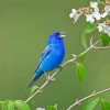 Indigo Bunting Paint By Number