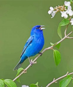 Indigo Bunting Paint By Number